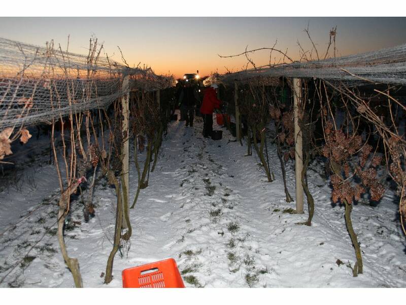 Vineyard Kozara in Šenkvice